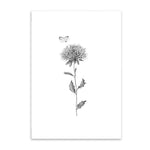 butterfly and thistle poster cotton canvas the scandique