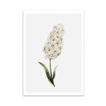 White Flower